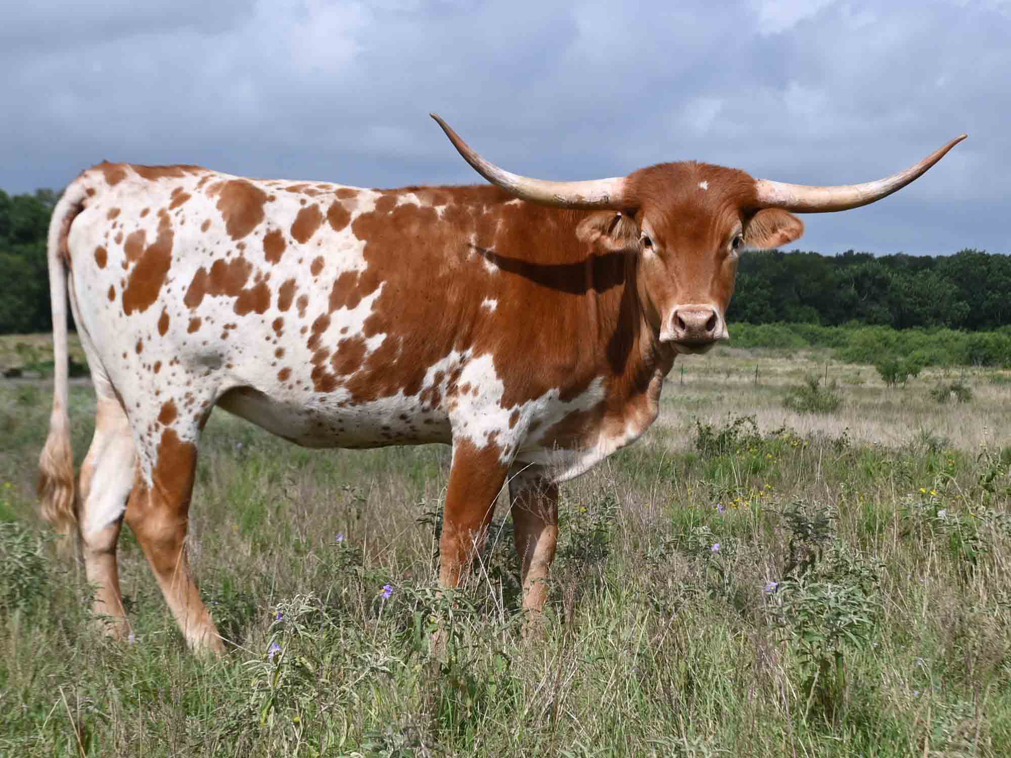 Rocking O Longhorns Texas Longhorn heifer calves for sale